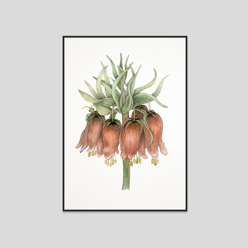 Benjamin - Fine art print