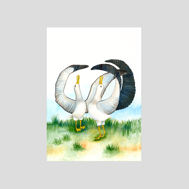 2 dancing Albatross birds art print