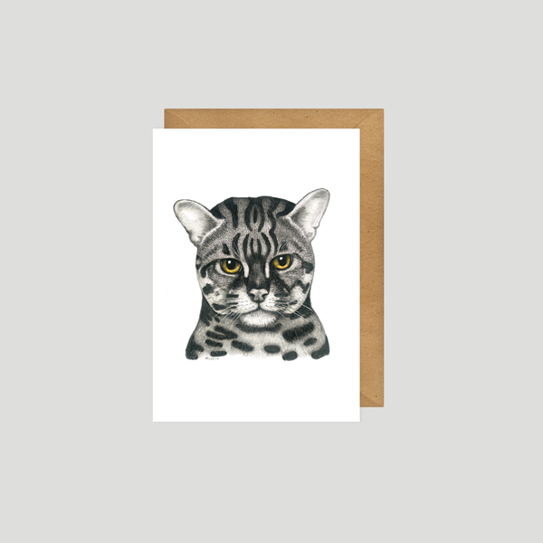 Albert Bengal cat - Postcard
