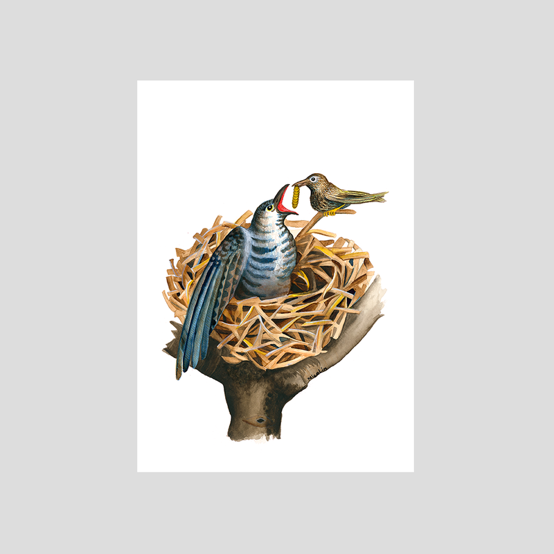 Cuckoo chick fed in the nest art print by Charlotte Nicolin